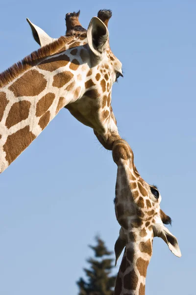 Grote Bruine Giraffe Dier Flora Fauna Natuur — Stockfoto