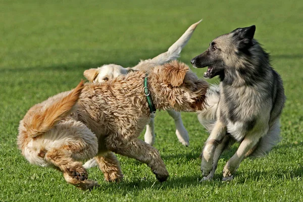 Vista Panoramica Del Cane Cucciolo Carino — Foto Stock