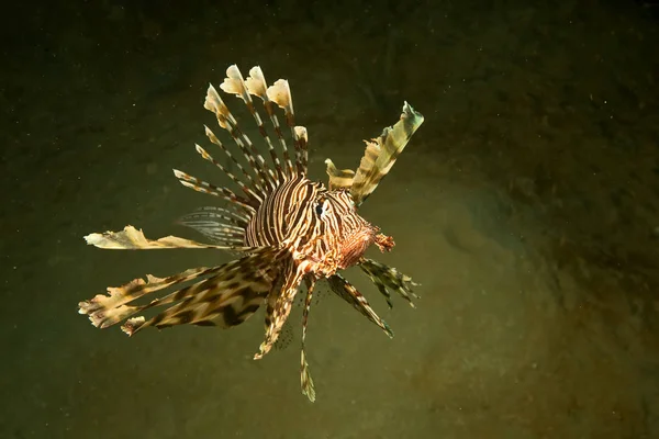 Água Mar Subaquática Lionfish — Fotografia de Stock