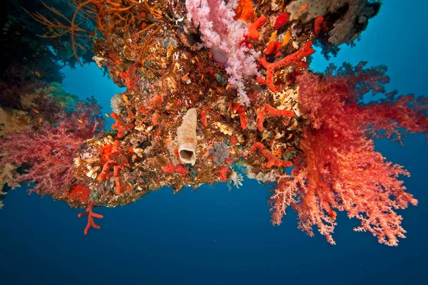 Korall Dunraven — Stock Fotó