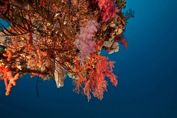 Korall Dunraven — Stock Fotó