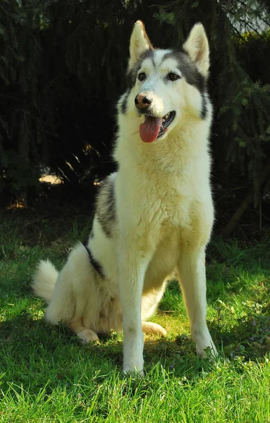 Husky Dog Animal Pet — Stock Photo, Image