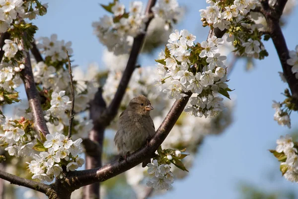 Vårkörsbärsträd Blommor Blomma — Stockfoto