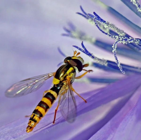 Pin Schwebefliege Sphaerophoria Scripta — Stock fotografie