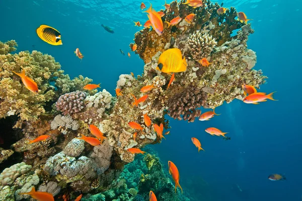 Море Під Водою Корали Риби Воді — стокове фото