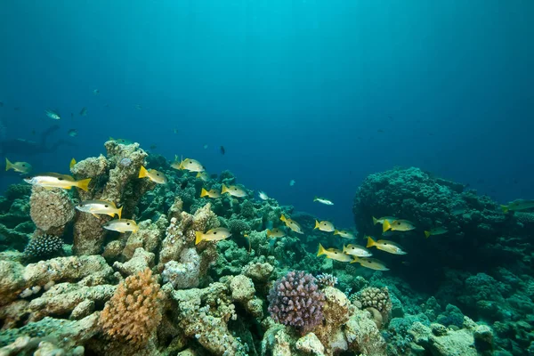 마흐무드 주위에 산호와 물고기 — 스톡 사진