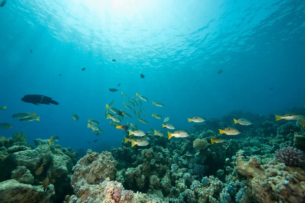 Hav Vatten Korall Och Fiskar Vatten — Stockfoto