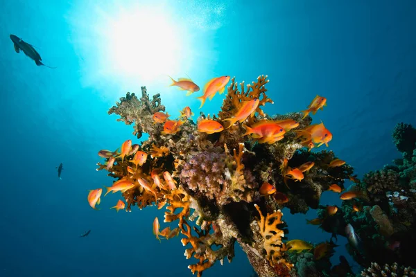 水中の海やサンゴや魚は — ストック写真