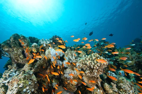 Mar Submarino Coral Peces Agua — Foto de Stock