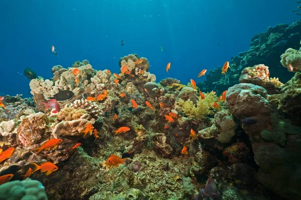 속에서 산호와 물고기 — 스톡 사진
