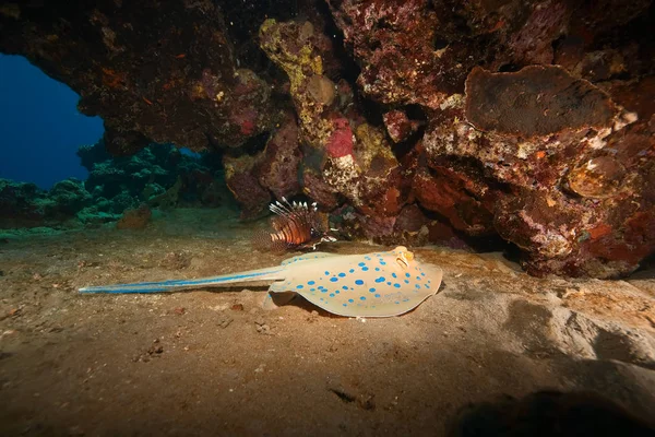 Coral Bluespotted Stingray — Stock Photo, Image