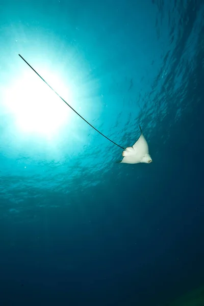 ocean, sun and spotted eagle ray