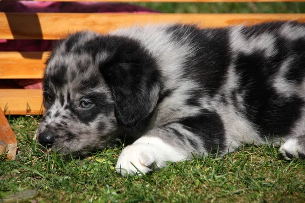 Porträtt Söt Hund — Stockfoto