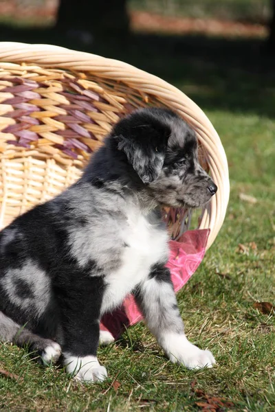 Şirin Bir Köpeğin Portresi — Stok fotoğraf