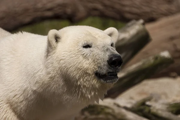 Closeup Animal Zoo — Stock Photo, Image