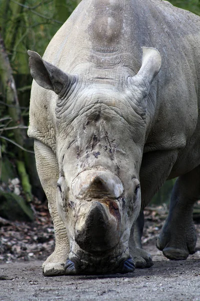 Animais Africanos Criação Rinocerontes Fauna — Fotografia de Stock