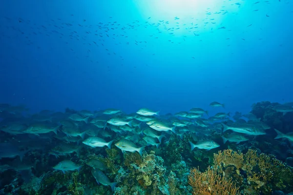 水中写真深海 — ストック写真