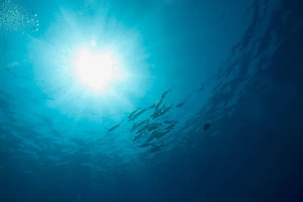 Océano Pesca Sol — Foto de Stock