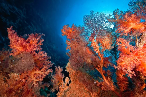 Морская Подводная Вода Кораллы Рыбы Воде — стоковое фото