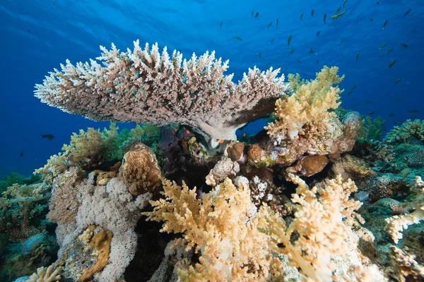 Havet Korall Och Fisk — Stockfoto