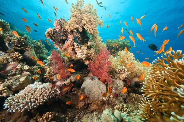 Море Під Водою Корали Риби Воді — стокове фото