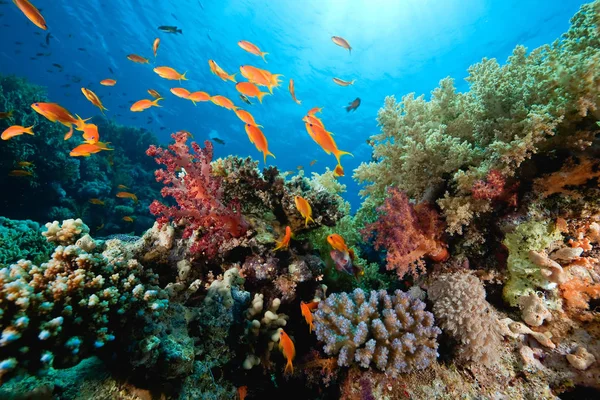 Море Під Водою Корали Риби Воді — стокове фото