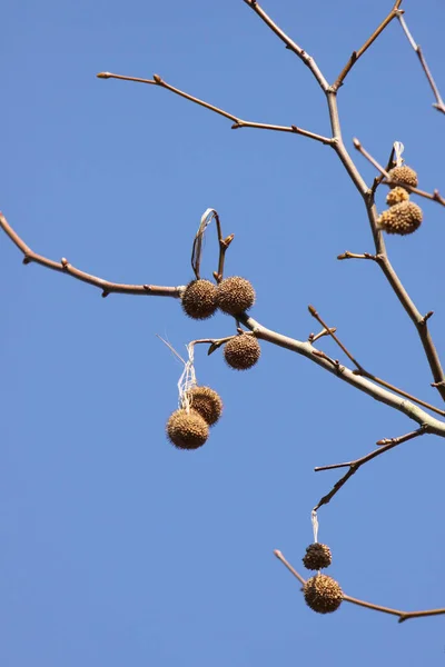 Hermoso Plano Botánico Fondo Pantalla Natural — Foto de Stock