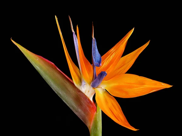 Strelitzia Reginae Tropische Pflanzenblume — Stockfoto