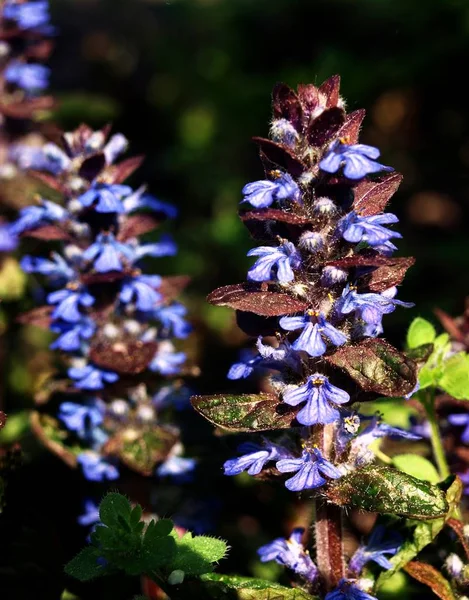 Mooi Botanisch Schot Natuurlijk Behang — Stockfoto