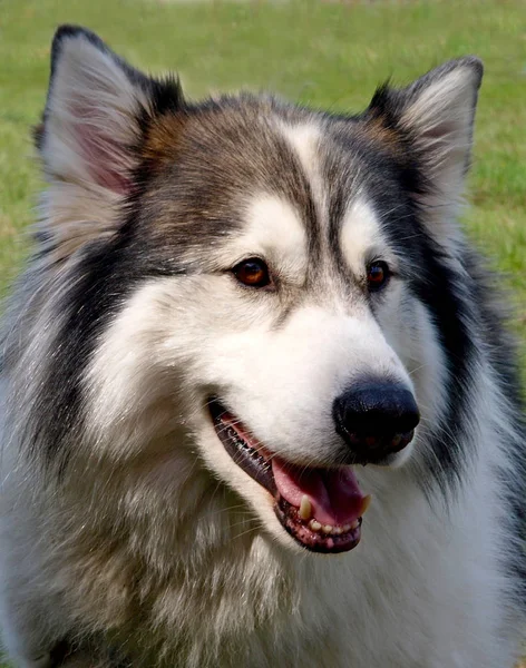 Husky Dog Háziállat — Stock Fotó