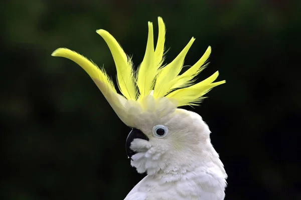 Malowniczy Widok Piękny Kakadu Ptak — Zdjęcie stockowe