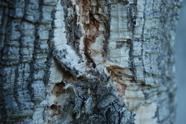 Ameise Läuft Auf Einem Korkbaum — Stockfoto