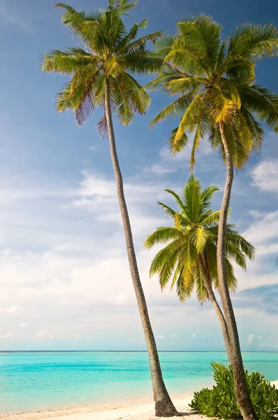 Palm Tree Background Copy Space — Stock Photo, Image