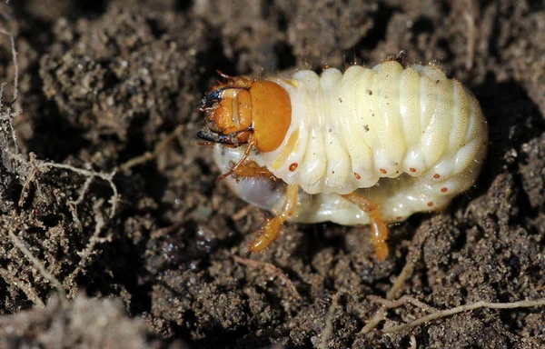 Nahaufnahme Von Wanzen Der Wilden Natur — Stockfoto