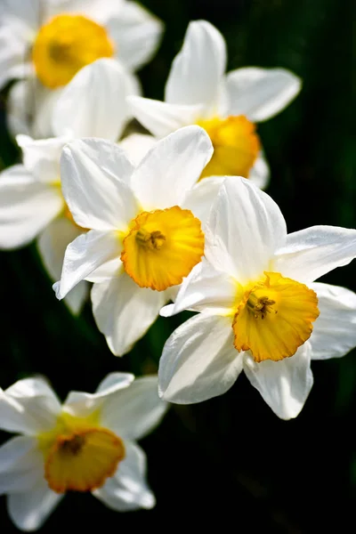 Pétalos Flores Narciso Blanco Primavera — Foto de Stock