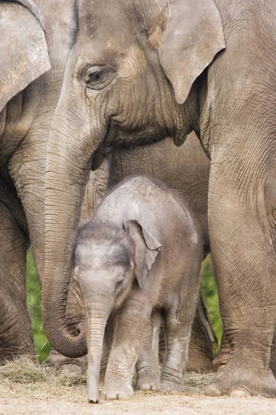 Mamífero Africano Animal Herbívoro Elefante — Foto de Stock