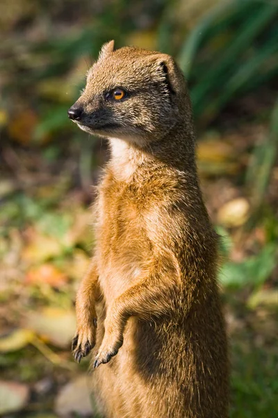 Scenic View Mongoose Wild Nature — Stock Photo, Image