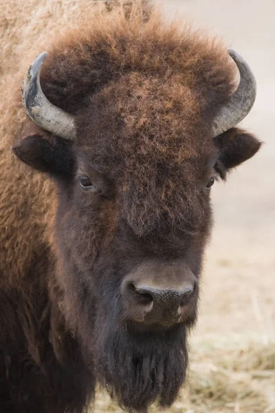 Portrait Bison Amérique Bison — Photo