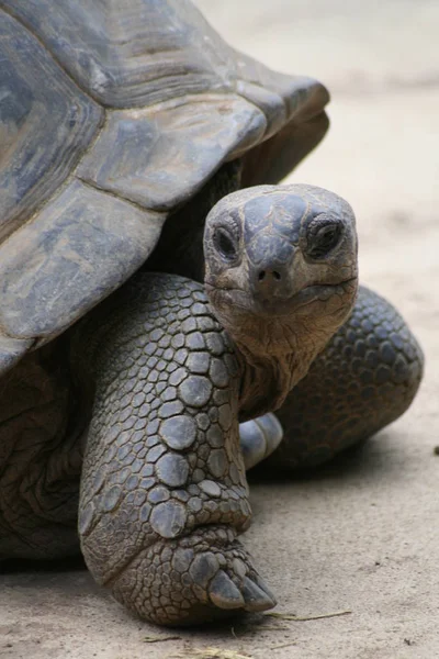 Tropische Schildkröte Tier Naturfauna — Stockfoto