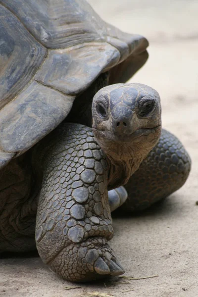 Animal Tartaruga Tropical Fauna Natureza — Fotografia de Stock