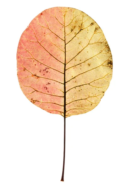 Rauchbaumblatt Mit Herbstfarben — Stockfoto