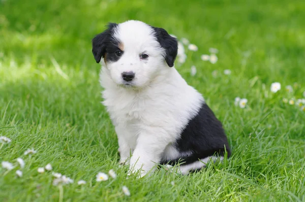 Schilderachtige Weergave Van Schattige Puppy — Stockfoto