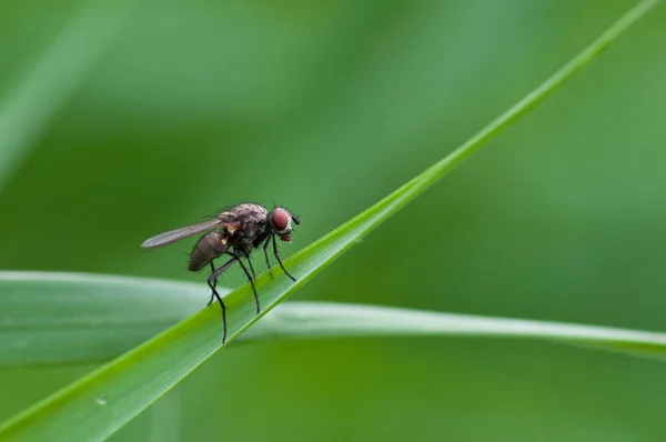 Close Zicht Insect Natuur — Stockfoto