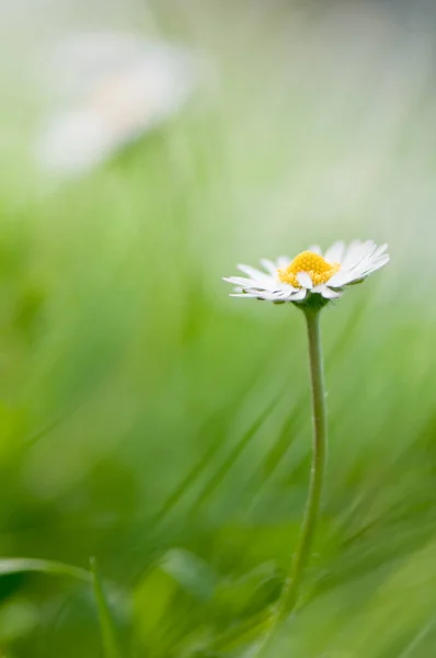 Daisy Full Bloom —  Fotos de Stock