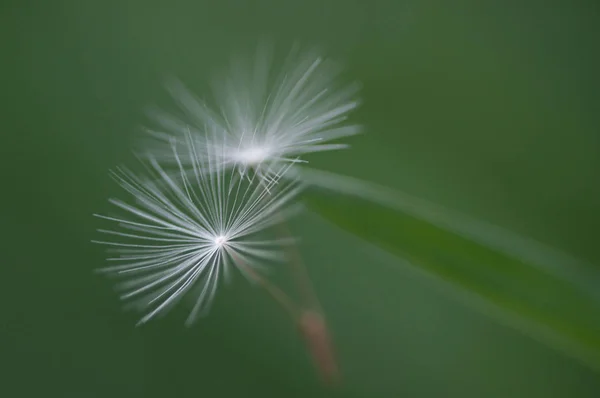 Vacker Utsikt Över Naturliga Maskros Blomma — Stockfoto