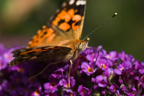 Primo Piano Della Farfalla Habitat Concetto Natura Selvaggia — Foto Stock