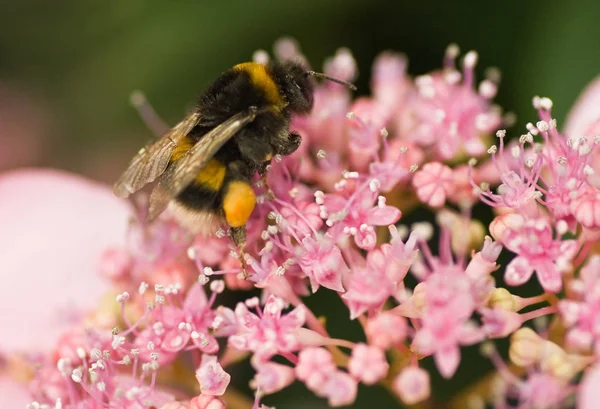 Bumble Μέλισσα Hortensia Λουλούδια — Φωτογραφία Αρχείου