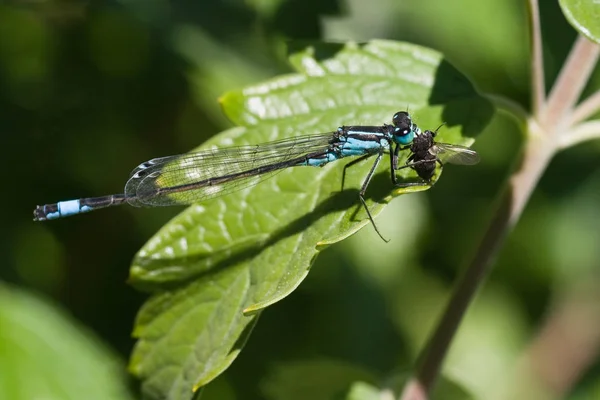 绿叶上的蓝蝴蝶和猎物 — 图库照片