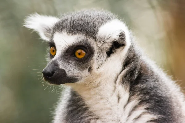 Lemur Pierścieniowy Wyglądający — Zdjęcie stockowe