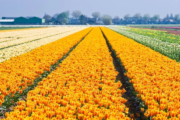 Campos Tulipas Coloridos Primavera — Fotografia de Stock